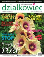 01 DZ06 2018 150x193